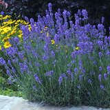 Lavandula angustifolia 'Munstead' - Lavendel