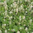 Tiarella wherryi - Schaumblüte