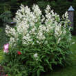 Persicaria polymorpha: Bild 8/11