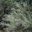 Salix rosmarinifolia: Bild 1/5