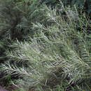 Salix rosmarinifolia - Rosmarinweide