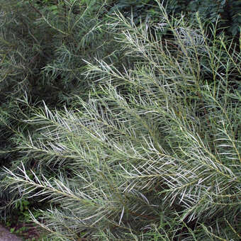Rosmarinweide - Salix rosmarinifolia