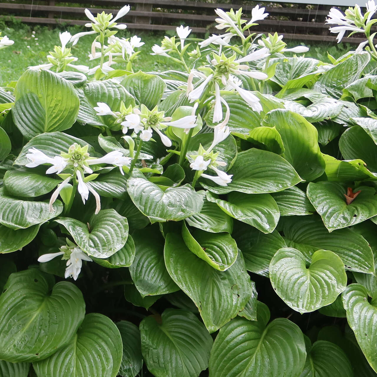 Funkie, Herzlilie Hosta plantaginea grandiflora weiß