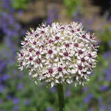 Allium 'Silver Spring' - Riesen-Zierlauch