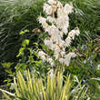 Yucca flaccida 'Golden Sword': Bild 6/8