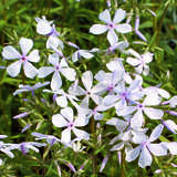 Phlox divaricata 'May Breeze' - Waldphlox