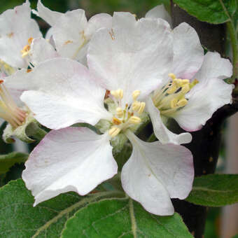 Malus domestica 'Braeburn'