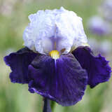 Iris germanica 'Night Edition' - Hohe Schwertlilie, Iris