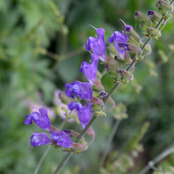 Salvia ringens