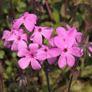 Phlox stolonifera 'Home Fires' - Wiesenphlox