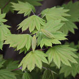 Weinblättriger Japanahorn - Acer japonicum 'Vitifolium'