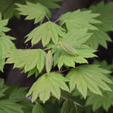 Acer japonicum 'Vitifolium' - Weinblättriger Japanahorn