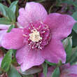 Helleborus or. 'Spring Velvet': Bild 4/4