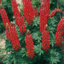 Lupinus polyphyllus 'Russel Rot' - Wolfsbohne, Lupine