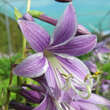 Hosta 'Lemon Lime': Bild 2/4