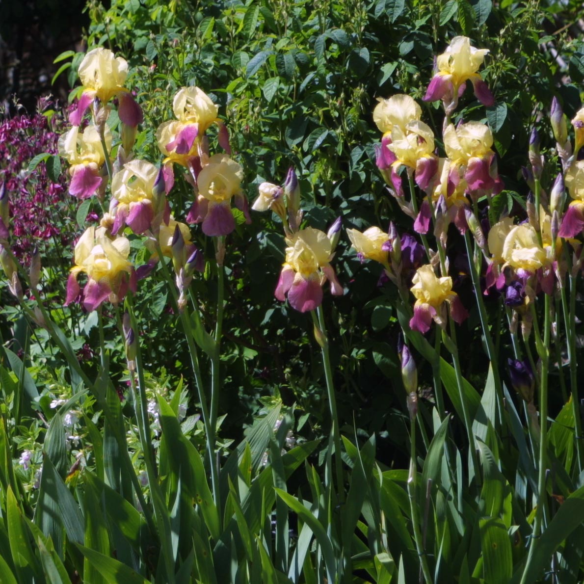 Hohe Schwertlilie, Iris Iris germanica 'Tequila Sunrise' gelb