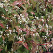 Persicaria microceph. 'Red Dragon': Bild 3/5