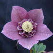 Helleborus or. 'Spring Velvet': Bild 1/4