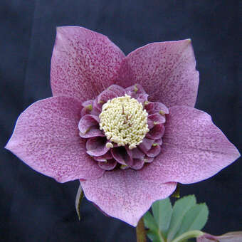 Helleborus or. 'Spring Velvet'