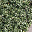 Thymus pulegioides 'Tabor': Bild 2/2