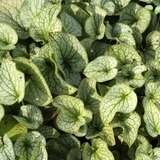 Brunnera macrophylla 'Looking Glass' - Kaukasus-Vergissmeinnicht