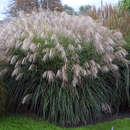 Miscanthus sinensis 'Große Fontäne' - Chinaschilf
