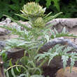 Cynara 'Große Grüne von Neapel': Bild 8/8