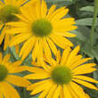Echinacea purpurea 'Now Cheesier': Bild 2/6