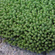 Sedum acre: Bild 4/4