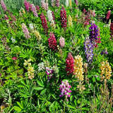 Lupinus polyphyllus 'Gartenzwerg' - Wolfsbohne, Lupine