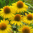 Echinacea purpurea 'Maui Sunshine': Bild 3/5