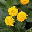Caltha palustris 'Plena': Bild 2/4
