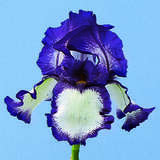 Iris germanica 'Stepping Out' - Hohe Schwertlilie, Iris