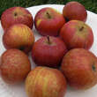 Malus domestica 'Cherry Cox': Bild 1/1