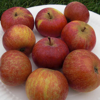 Malus dom. 'Cherry Cox'