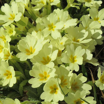 Primula vulgaris