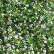Galium odoratum: Bild 2/8