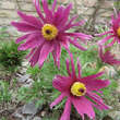 Pulsatilla vulgaris 'Papageno': Bild 4/9