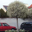 Prunus eminens 'Umbraculifera': Bild 2/5