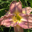 Hemerocallis 'Mildred Mitchell': Bild 2/2