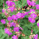 Geranium macrorrhizum 'Olympos' - Storchschnabel