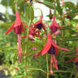 Fuchsia magellanica 'David': Bild 1/1