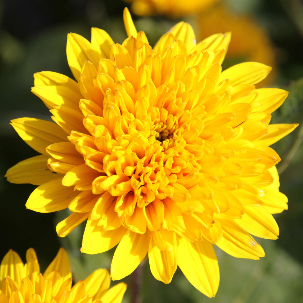 sonnenblume-helianthus-decapetalus-soleil-d-or-gelb