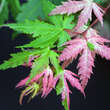 Acer palmatum 'Asahi-zuru': Bild 1/3