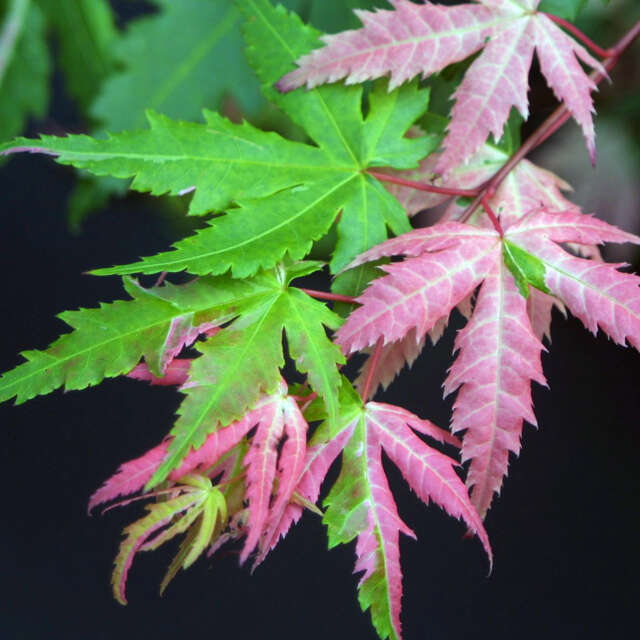 Japanischer Ahorn Von Baumschule mit Anwuchsgarantie kaufen rasche Lieferung