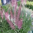 Pennisetum orientale 'Karley Rose' - Feines Lampenputzergras