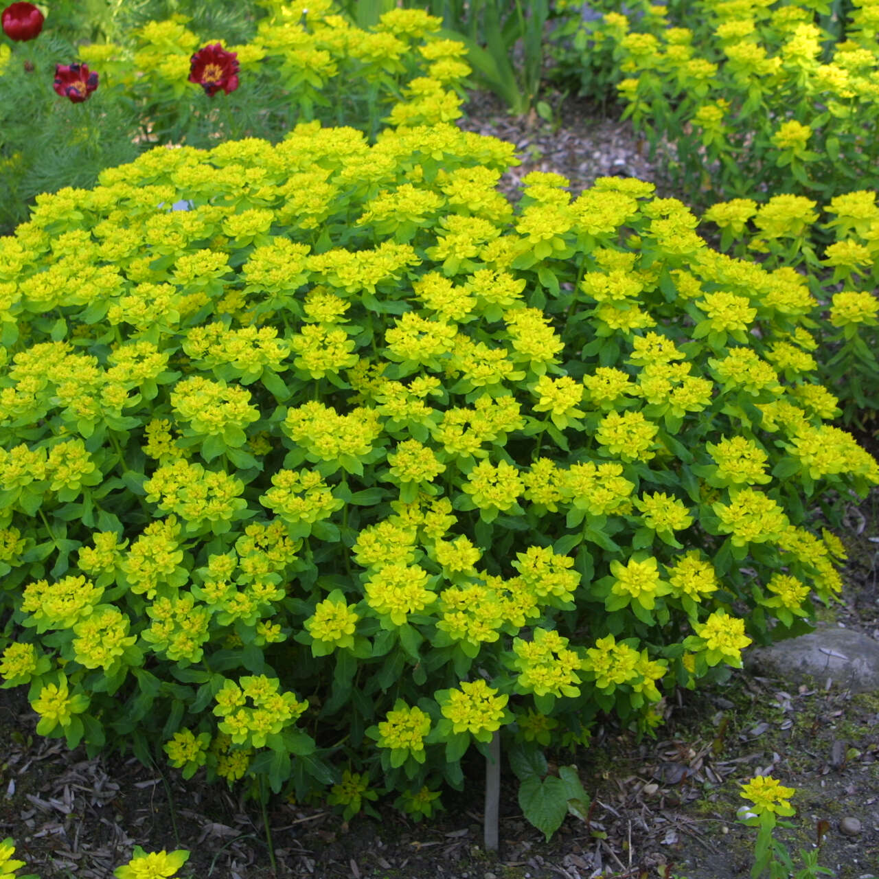 Bunte Wolfsmilch - Euphorbia epithymoides (E. polychroma) - gelb