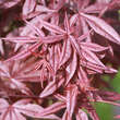 Acer palmatum 'Red Emperor': Bild 1/1
