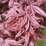 Acer palmatum 'Red Emperor' - Japanischer Fächerahorn