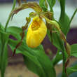 Cypripedium parviflorum pubescens: Bild 1/1
